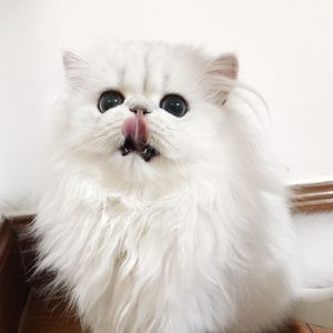 清纯校花的被擒日常小说类似
